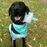 Photo of Zeus   1 Year Old Labrador