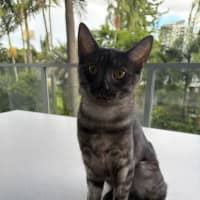 Photo of Meeko