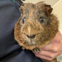 Photo of Porkie