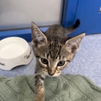 Photo of Bluebelle