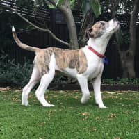 Photo of Stitch   3 Month Old Ridgeback X