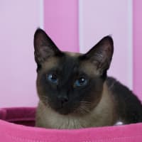 Photo of Skadi And Freya