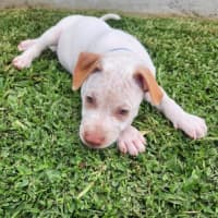 Photo of Marty   8 Week Old Cattle Dog X