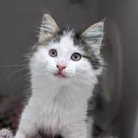 Photo of Pumpkin