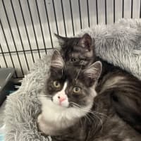 Photo of Mary Kate And Ashley