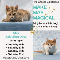 Photo of Kashii **2nd Chance Cat Rescue**