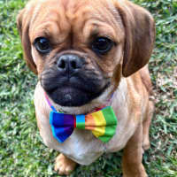 Photo of Harry   15 Week Old Pug X Cavalier