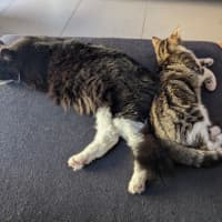 Photo of Dottie Golden