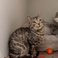 Photo of Bunny Rabbitt