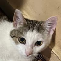 Photo of Nudge
