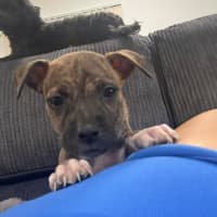 Photo of Olive