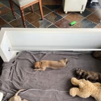 Photo of Tin Tin 27kg