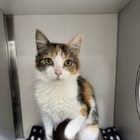 Photo of Octavia