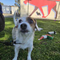 Photo of Patch