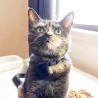 Photo of Tizzy 