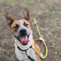 Photo of Bowie (65798)