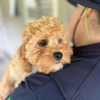 Photo of Cinna