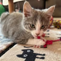 Photo of Mozart ** 2nd Chance Cat Rescue**