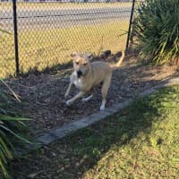 Photo of Narla (8063)