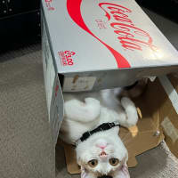 Photo of Peanut