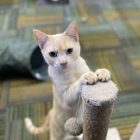 Photo of Timon