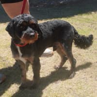 Photo of Scout