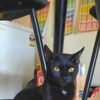 Photo of Georgie (C Mum 3)