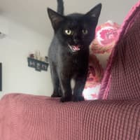 Photo of Jasmine