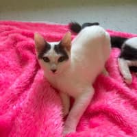 Photo of Pearline