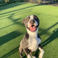 Photo of Hector Imp 1302