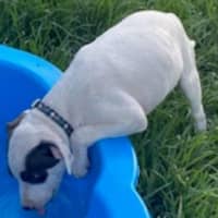 Photo of Hank ~ 11 Week Old, Staffy X Beagle Puppy