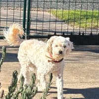 Photo of Honey
