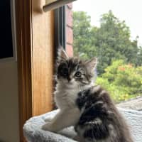 Photo of Poppy   Located In Lower Plenty