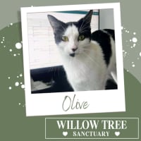 Photo of Olive