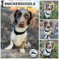Photo of Snickerdoodle