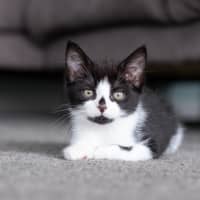 Photo of Pingu