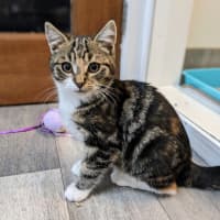 Photo of Strawberry   Located In Preston 