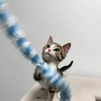 Photo of Frieren (Was Jovie)