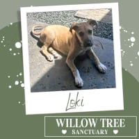 Photo of Loki