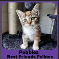 Photo of Pebbles 