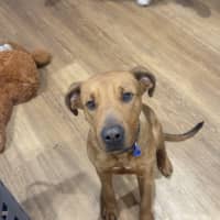 Photo of Tank   9 Month Old Mastiff X