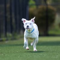 Photo of Smudge Imp 2433