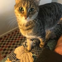 Photo of Bunny And Max (Bonded Pair)