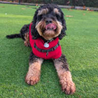 Photo of Koda
