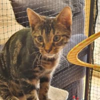 Photo of Ceasar ** 2nd Chance Cat Rescue**