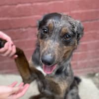 Photo of Lacey