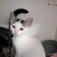 Photo of Zooperdooper