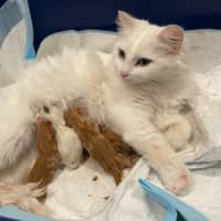 Photo of Gabriel Xenos