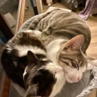 Photo of 💙George & 💜Lily