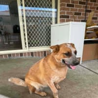 Photo of Ginger   1.5 Year Old Cattle Dog